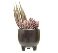 Premier Housewares Mixed Succulents In Ceramic Pot/Artificial Succulent Plants For House Decor/Succulent Plant Dimensions W14 x D14 x H25cm