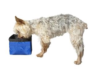 Premier Pet Travel Bowl, 50 Ounces