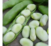 PREMIER SEEDS DIRECT - Broad Bean Seeds - Witkiem - 100 grams
