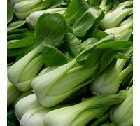 PREMIER SEEDS DIRECT - Cabbage - PAK Choi White STEM - 5 GRAM - Approx 2000 Seeds