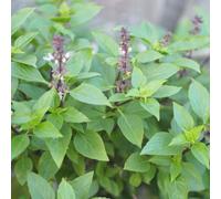 PREMIER SEEDS DIRECT - HERB - BASIL - THAI LARGE LEAVED - 25 GRAMS - BULK