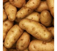 PREMIER SEEDS DIRECT - Seed Potato - 1 KG (Anya)- Approx 10 Tubers- Grow Your Own- First Early Potatoes