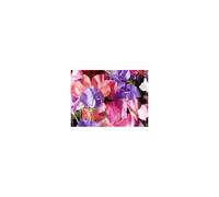 PREMIER SEEDS DIRECT Sweet Pea - Spencer Mix - 155 Finest Seeds