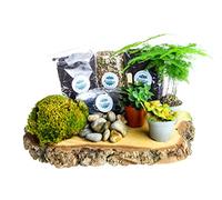 Premium Closed Terrarium Kit (Size M) - Create a Lush DIY Terrarium with 3 Live Plants, Moss, Soil & Charcoal - Designed for Use with Your Own Glass Jar up to 8 Litres