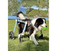 Premium Dog Wheelchair for Back Leg Disability - Lightweight 4-Wheel Pet Scooter for Paralysis & Hind Limb Weakness - Easy Assembly - Ideal Mobility Aid for Injured Dogs (Size: M)