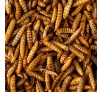 Premium Dried Calci Worms 10L (10L bag)