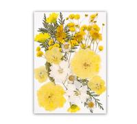 Premium Dried Flower Craft Supplies User Friendly Craft Projects Long Time Party Decorations Pressed Flower Art Supplies Long Time Dried Floral Arrangement