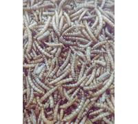 Premium Dried Mealworms 10kg for Wild Birds, Protein-Rich Mealworms, Ideal Food for Small Birds, Fresh Convenient Wild Bird Feed & Mealworm Bird Feeder Treats