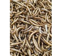 Premium Dried Mealworms 4kg for Wild Birds, Protein-Rich Mealworms, Ideal Food for Small Birds, Fresh Convenient Wild Bird Feed & Mealworm Bird Feeder Treats (4 KG)