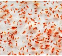 Premium Fresh Live Daphnia Food (Water Fleas), 100ml Bags, Pack of 10 - Ideal Tropical and Pond Fish Food for Goldfish, Betta & Tetra, Fry Natural Aquarium/pond Algae Solution