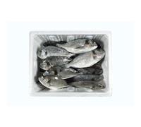 Premium Fresh Whole Sea Bream Box 100kg - Restaurant Grade Mediterranean Fish - Sustainably Sourced, Large Size, Bulk Supply for Catering & Wholesale - Fresh or Frozen Options