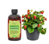 Premium Liquid Strawberry Fertilizer - 3-1-2 Concentrate for Indoor Plants and Flowers by GardenNova | Organic Plant Food for Strawberries - 8oz