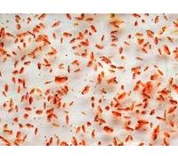 Premium Live Fresh Daphnia Fish Food Pack - 5x100ml Bags for Tropical, Goldfish, Betta, Tetra, Corydoras & Pond Fish | Natural Aquarium Algae Solution