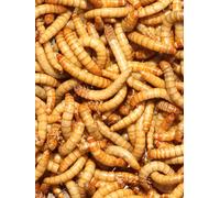 Premium Mealworms for Wild Birds - Natural High-Protein, High-Energy Feed, Mess-Free Food for All Bird Species (10Kg)