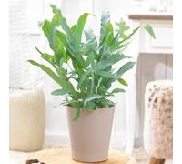 Premium Phlebodium Blue Star - Golden Polypody | Home or Office Fern Plant