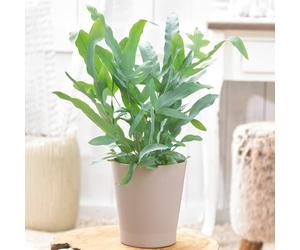 Premium Phlebodium Blue Star - Golden Polypody | Home or Office Fern Plant
