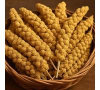 Premium Quality Large 10 inch Millet Spray for Birds - High Energy, Budgie Millet (500 g)