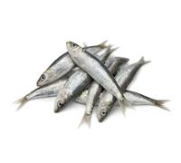 Premium Sardines in Bulk - 50kg Box | Fresh Frozen Whole Sardines | High-Protein Fish for Restaurants, Catering, Pets & Aquaculture Feed | Sustainably Sourced Seafood