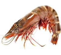 Premium Wild Tiger Prawns XXL, 1kg