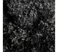 Preserved Dried Hydrangea - 10g of Hydrangea Flower Petals, UK Florist, for Wedding Decor, DIY, Handmade, Party Office Home Decor (Black)