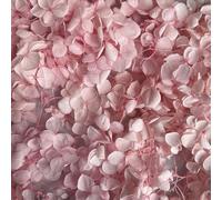 Preserved Dried Hydrangea - 10g of Hydrangea Flower Petals, UK Florist, for Wedding Decor, DIY, Handmade, Party Office Home Decor (Soft Pink)