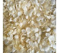 Preserved Dried Hydrangea - 10g of Hydrangea Flower Petals, UK Florist, for Wedding Decor, DIY, Handmade, Party Office Home Decor (Light Yellow)