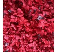 Preserved Dried Hydrangea - 10g of Hydrangea Flower Petals, UK Florist, for Wedding Decor, DIY, Handmade, Party Office Home Decor (Red)