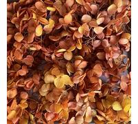 Preserved Dried Hydrangea - 10g of Hydrangea Flower Petals, UK Florist, for Wedding Decor, Handmade, DIY, Party Office Home Decor (Blood Orange)