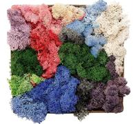 Preserved Reindeer Moss 200g Natural Decoration Lichen Artificial Dried Moss for Craft Wedding Fairy Garden Wall Decor Plants Flower, Mixed Colour