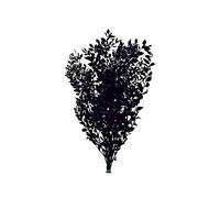 Preserved Ruscus 70/80cm tall - Black -150g - Wedding Home Decor Dried Flowers