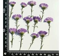 Pressed Daisy Mini Flower Branch,Diy Gift Card Photo Frame Bookmark Phone Case Decoration Material 100pcs/3-6cm