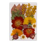 Pressed Dried Flower For Resin Molds Natural Pressed Dried Flower Leaves For Scrapbooking Soap Jewelry Making Wedding Arrangement