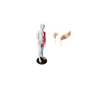 Pressure Points Meridians Model, Professional Training Educational
