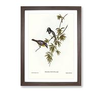 Pretty Flycatcher Bird By Elizabeth Gould Vintage Framed Print | A3 Walnut Framed Wall Art | Ready to Hang | Classic Nature Picture | Living Room Bedroom Lounge Office