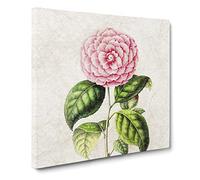 Pretty Pink Camellia Flower Illustration Canvas Print | Gallery Wrapped 30mm Frame Wall Art | 14x14 inches | Ready to Hang | Retro Floral Picture | Living Room Bedroom Lounge Office