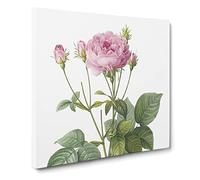 Pretty Pink French Roses by Pierre Joseph Redoute Canvas Print | Gallery Wrapped 30mm Frame Wall Art | 20x20 inches | Ready to Hang | Retro Floral Picture | Living Room Bedroom Lounge Office
