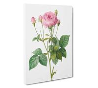 Pretty Pink French Roses by Pierre-Joseph Redoute Canvas Print | Gallery Wrapped 30mm Frame Wall Art | 30x20 inches | Ready to Hang | French Floral Picture | Living Room Bedroom Lounge Office