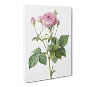 Pretty Pink French Roses By Pierre Joseph Redoute Canvas Print | Gallery Wrapped 30mm Frame Wall Art | 30x20 inches | Ready to Hang | Retro Floral Picture | Living Room Bedroom Lounge Office