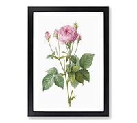 Pretty Pink French Roses by Pierre-Joseph Redoute Framed Print | A2 Black Framed Wall Art | Ready to Hang | French Nature Picture | Living Room Bedroom Lounge Office