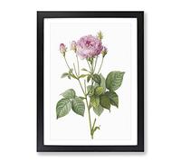 Pretty Pink French Roses By Pierre Joseph Redoute Vintage Framed Print | A3 Black Framed Wall Art | Ready to Hang | French Nature Picture | Living Room Bedroom Lounge Office
