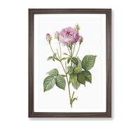 Pretty Pink French Roses By Pierre Joseph Redoute Vintage Framed Print | A4 Walnut Framed Wall Art | Ready to Hang | French Nature Picture | Living Room Bedroom Lounge Office