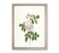 Pretty Pink Roses By Pierre Joseph Redoute Vintage Framed Print | A4 Oak Framed Wall Art | Ready to Hang | Classic Nature Picture | Living Room Bedroom Lounge Office