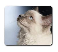 Pretty Ragdoll Cat Kitten Mouse Mat Pad Computer PC Laptop Gaming Office Home Desk Accessory Gadget 3597