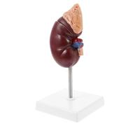 PRETYZOOM 1:1 Life Size Human Kidney Anatomy Model with Removable Adrenal Gland, Splits in Half, Mounted on Stand for Physical Health Teaching and Study
