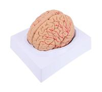 PRETYZOOM 1pc Detachable Human Brain Model Anatomical Teaching Tool for Design for Classroom and Laboratory Use for Nursing Studies