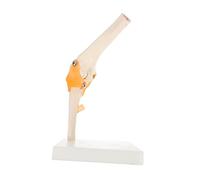 PRETYZOOM 1Pc Human Elbow Joint Model Anatomical Skeleton Model for Teaching and Study Life Educational Tool for Anatomy Display and Medical Demonstration