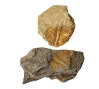PRETYZOOM 2pcs Trilobite Tail Remains Specimens Natural Shape Paleontology Teaching Tools Educational Desktop Ornaments for Science Education and Classroom Use