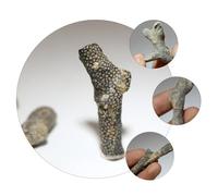 PRETYZOOM 5pcs Bryozoan Samples for Paleontology Teaching Natural Ancient Life Specimens Science Education Table Adornments for gifts for for for for for for and Classroom Demonstrations