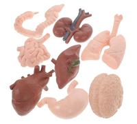 PRETYZOOM 8Pcs Realistic Human Organ Models Medical Teaching Specimen Brain Heart Kidney Intestines Educational Anatomy Model for Medical Students Doctors