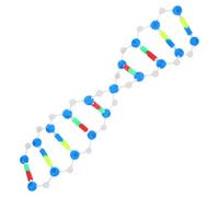 PRETYZOOM Accurate Dna Structure Model Kit Double Helix Assembly Educational Tool for Genetics Teaching Molecular Biology Classroom Laboratory Use Interactive Learning Aid